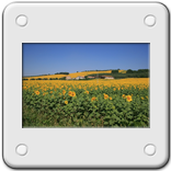 campo di girasoli