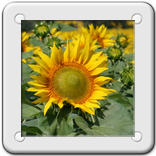 girasoli