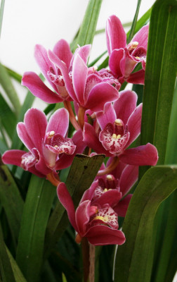 orchidea